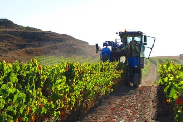 Private Half Day Wine Tour at Concha y Toro in Pirque