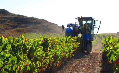 Private Half Day Wine Tour at Concha y Toro in Pirque
