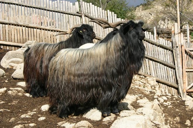 Disappearing Bulgarian Breeds of Pets and Tasting Organic Products in North Pirin