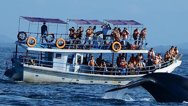 From Hambantota: Mirissa Whale Watching Tour 7