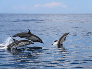 Whale Watching Expedition in Tumbes, Peru