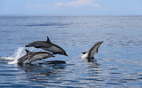 Whale Watching Expedition in Tumbes, Peru