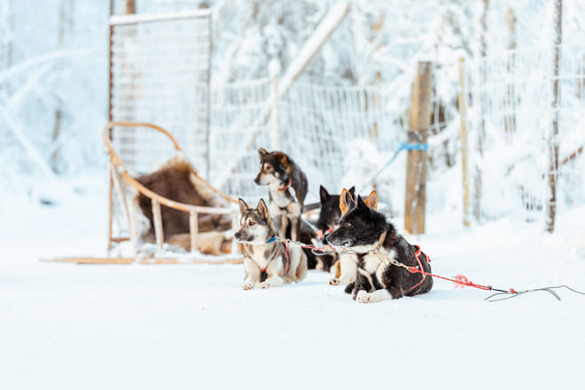Rovaniemi: Insider 5 km Husky Self Drive Adventure