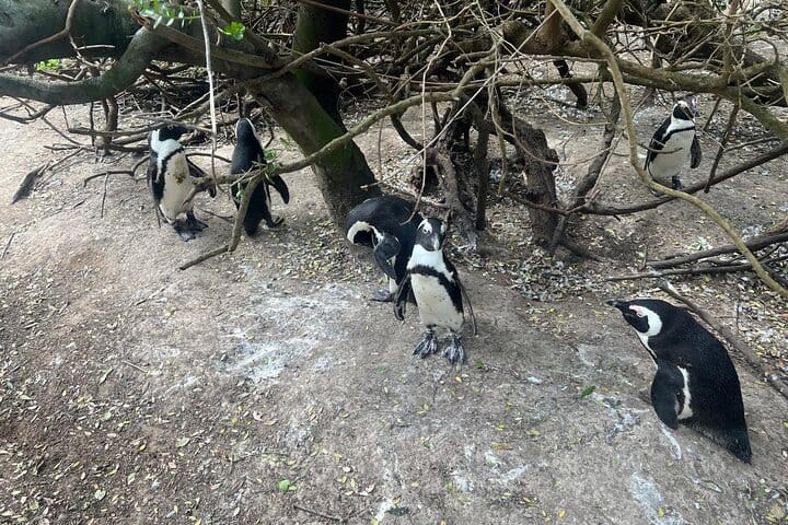 Full-Day Cape of Good Hope and Table Mountain with Penguins Tour