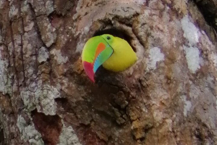 Explore Colorful Toucans: Guided Birdwatching in Monteverde