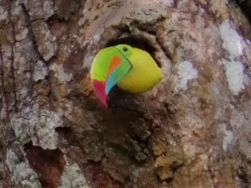 Looking for Toucans