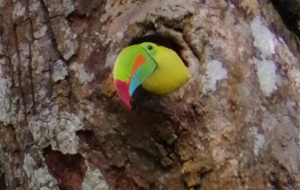 Guided Birdwatching Tour for Toucans in Puntarenas, Costa Rica
