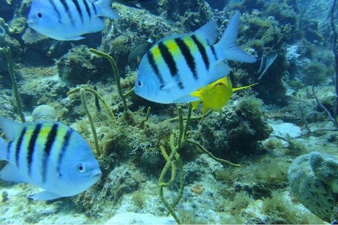 Catalina Island+Snorkeling 5