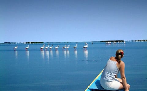Full Day Tour of Konark Temple and Chilika Lake from Bhubaneswar