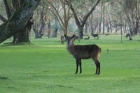 1-Day Lake Naivasha & Hell's Gate Safari 2
