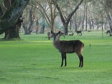 Lake Naivasha and Hell's Gate Adventure Day Tour