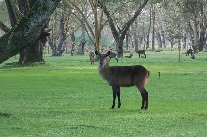 1-Day Lake Naivasha & Hell's Gate Safari photo 2