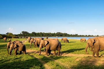 Habarana Adventure Day Tour From Kandy