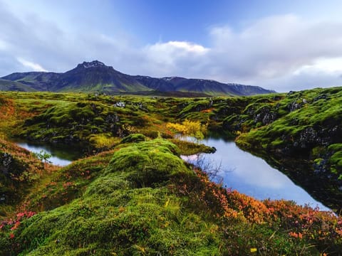 Fantastic moss in Seltun