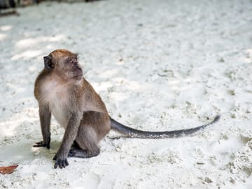 12-Day Island Tour of Krabi, Koh Lanta, Phi Phi, and Phuket