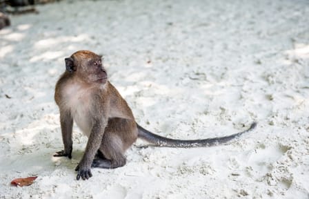 12-Day Island Tour of Krabi, Koh Lanta, Phi Phi, and Phuket