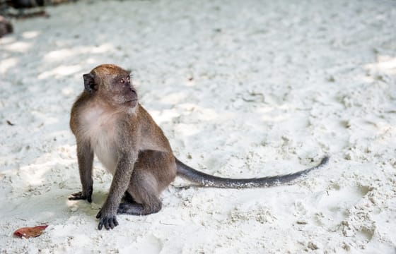 12 Days Island Escape: Krabi, Koh Lanta, Phi Phi and Phuket