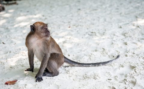 12-Day Island Tour of Krabi, Koh Lanta, Phi Phi, and Phuket