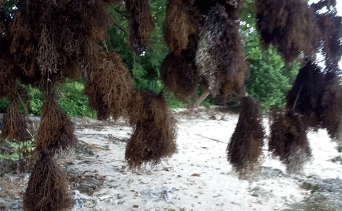 Makangale Village Tour: Authentic Pemba Community Life