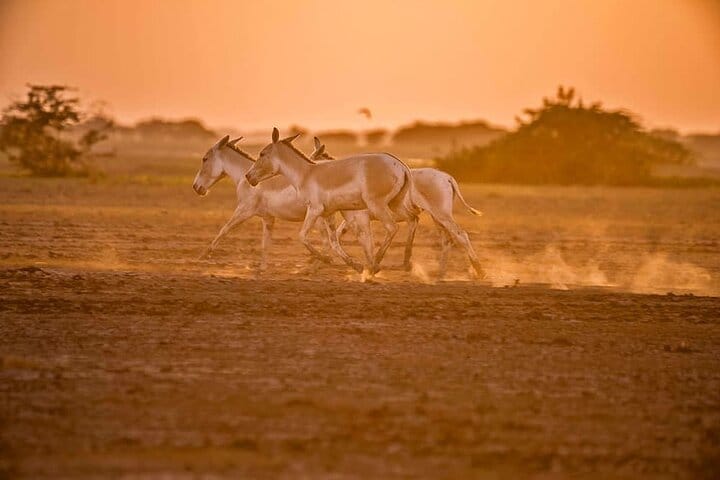 Ahmedabad, Little Rann Of Kutch & Rajkot Tour