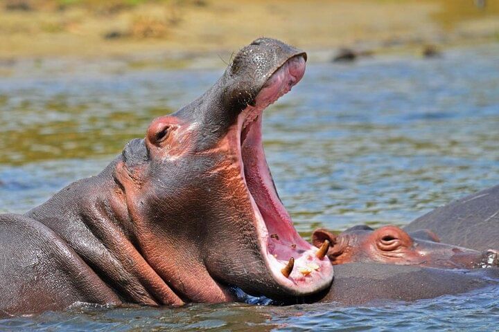 15-Day Wildlife Safari and Gorilla Trekking in Uganda