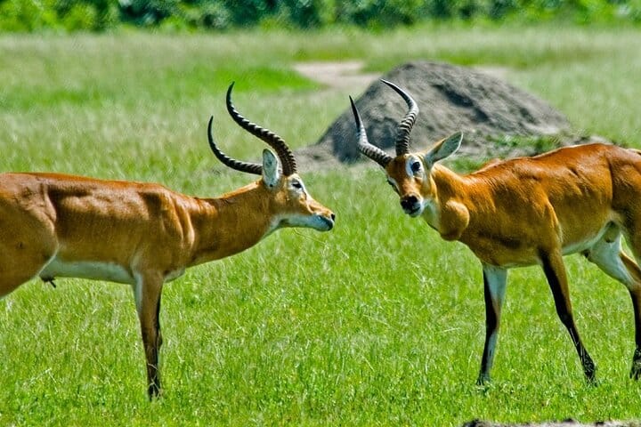 Private Day tour to Lake Mburo National Park