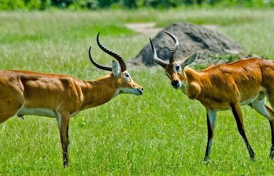 Private Day tour to Lake Mburo National Park