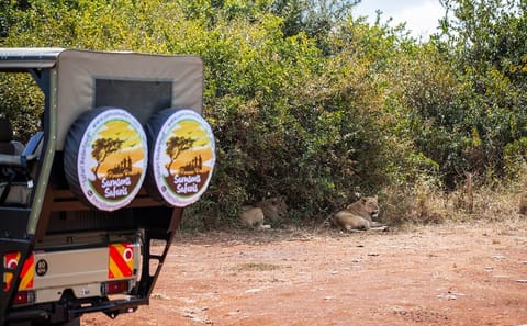 Nairobi National Park Game Drive in Open Safari Jeep