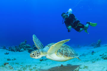 Diving Adventure Tour in Máncora's Marine Life