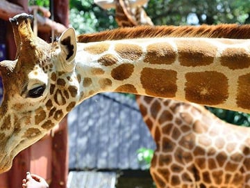 David Sheldrick Orphanage and Giraffe Center Full-Day Tour from Nairobi