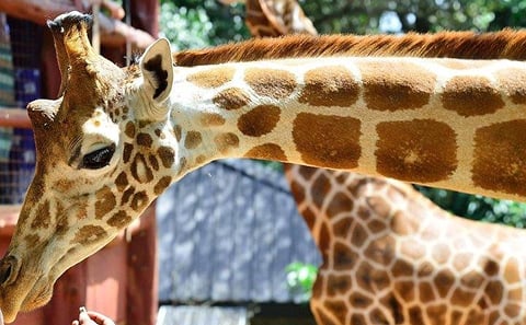 David Sheldrick Orphanage and Giraffe Center Full-Day Tour from Nairobi