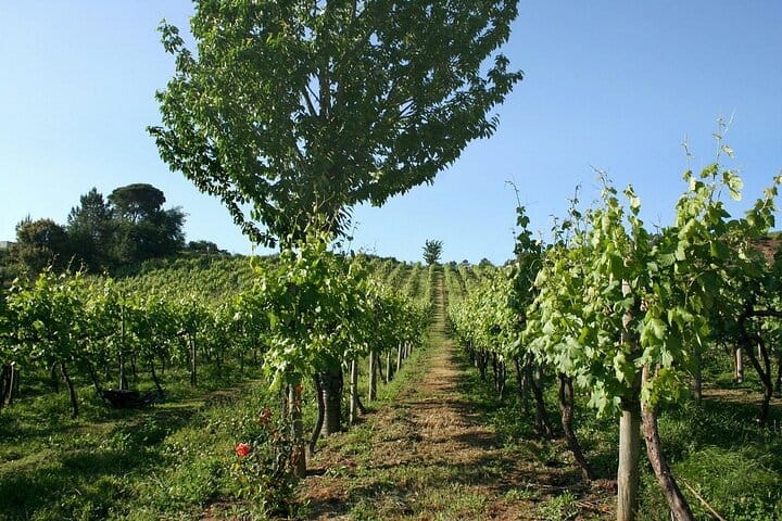 GREEN WINE: Private Tour with Guimarães or Amarante from Porto