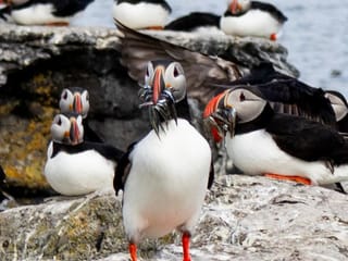 Puffin with beaks full of small silver fish