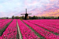 Tulip fields