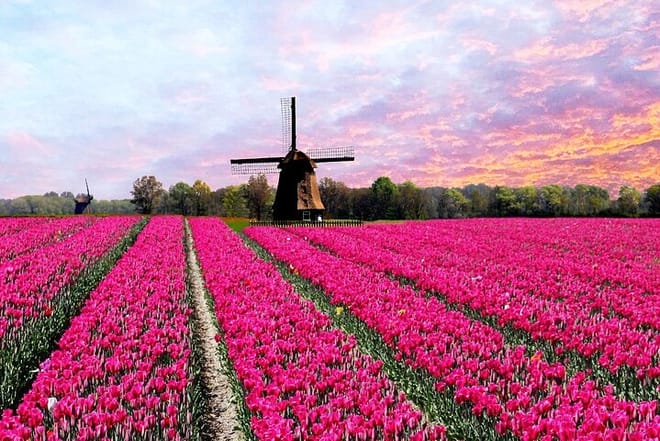 Tulip fields