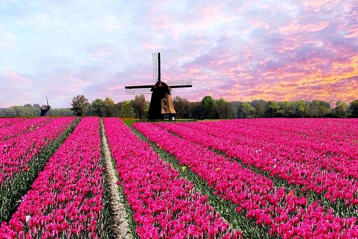 Tulip fields
