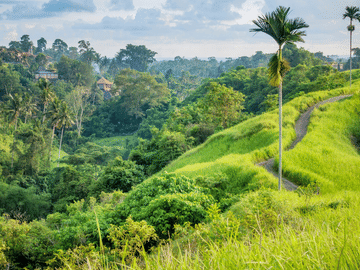 Wellness and Cultural Tour in Ubud, Bali