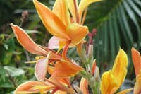 St Lucia Northern Island Tour 2