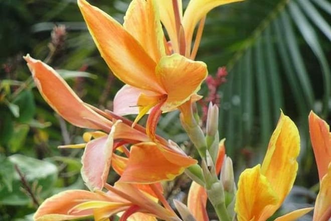 St Lucia Northern Island Tour photo 2