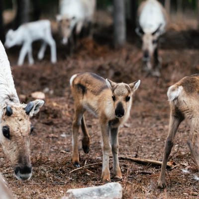 Taava Reindeer Farm – Reindeer & Lapland Traditions Year-Round
