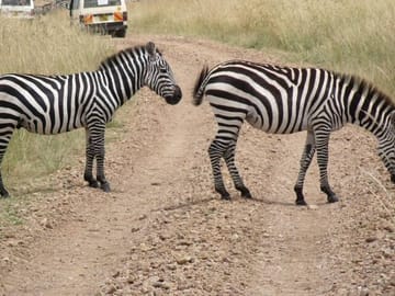 zebras crossing