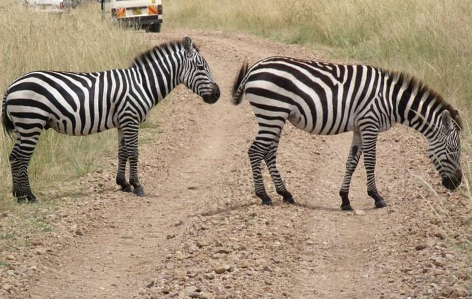 Half-Day Nairobi National Park Tour from Nairobi