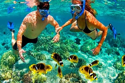 Roatan Zipline, Monkey, Macaws & Sloths Eco Park, Snorkeling, Transfer