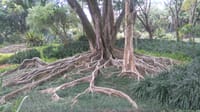 ROOTS
