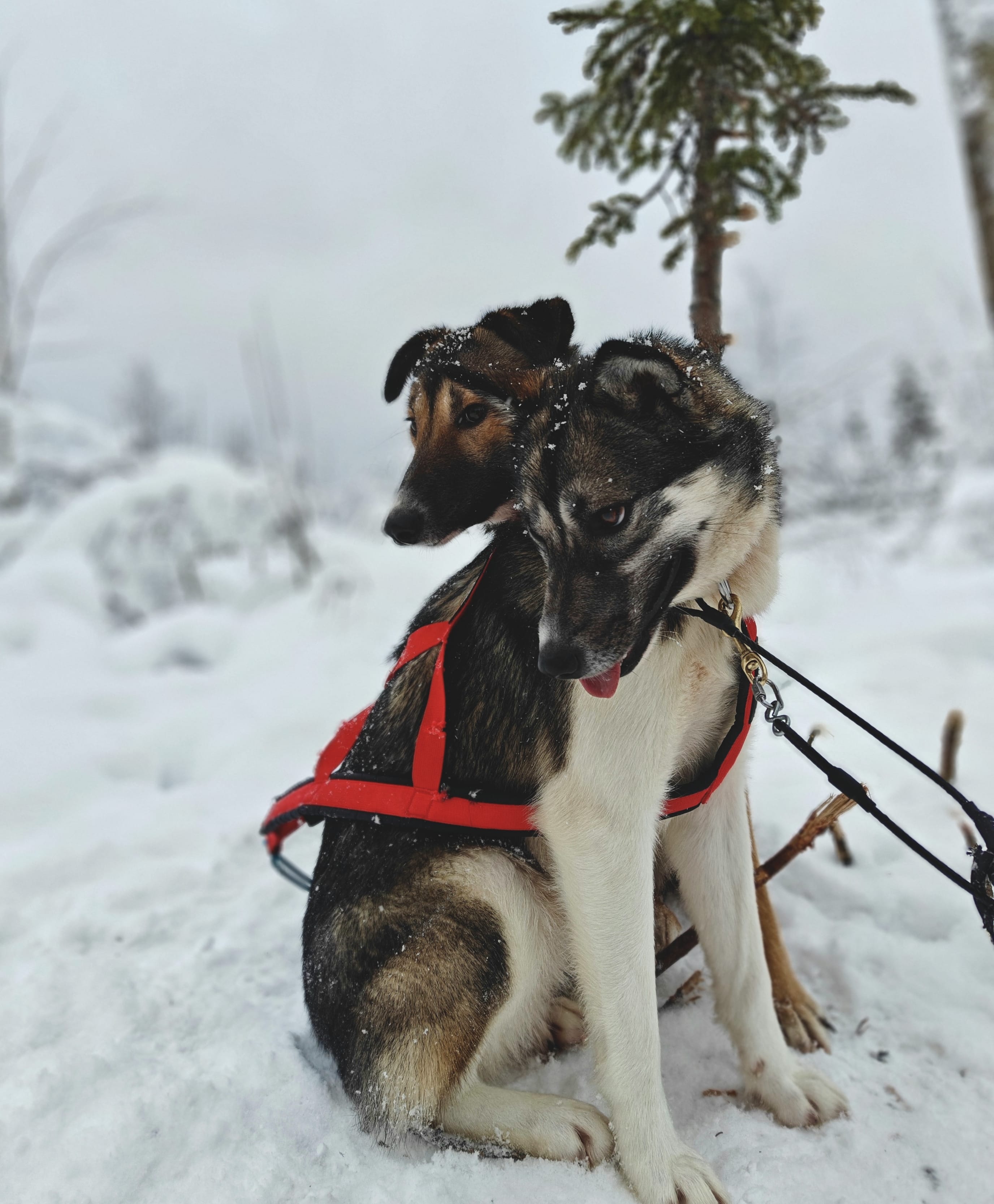 Husky friends relaxing af the ride
