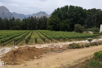 Cape Winelands Tour: Stellenbosch, Franschhoek, and Paarl from Cape Town