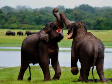 7-Day Adventure Tour of Colombo and Sri Lanka's Nature