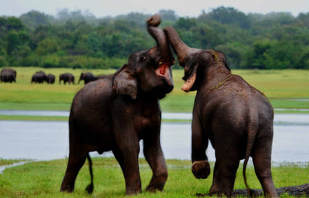 Amazing Sri Lanka – 6N/7D