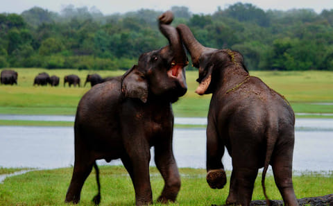 7-Day Adventure Tour of Colombo and Sri Lanka's Nature