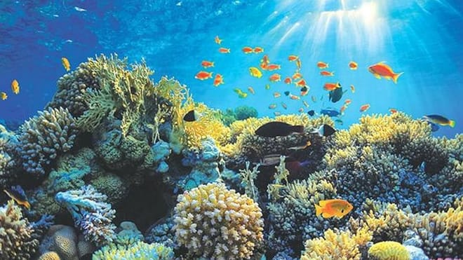  From Galle: Boat Safari & Hikkaduwa Coral Reef Visit including Galle City